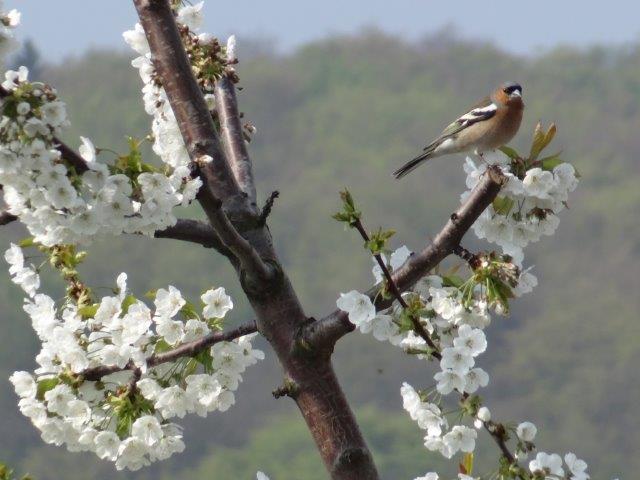 April Süßkirschblüte