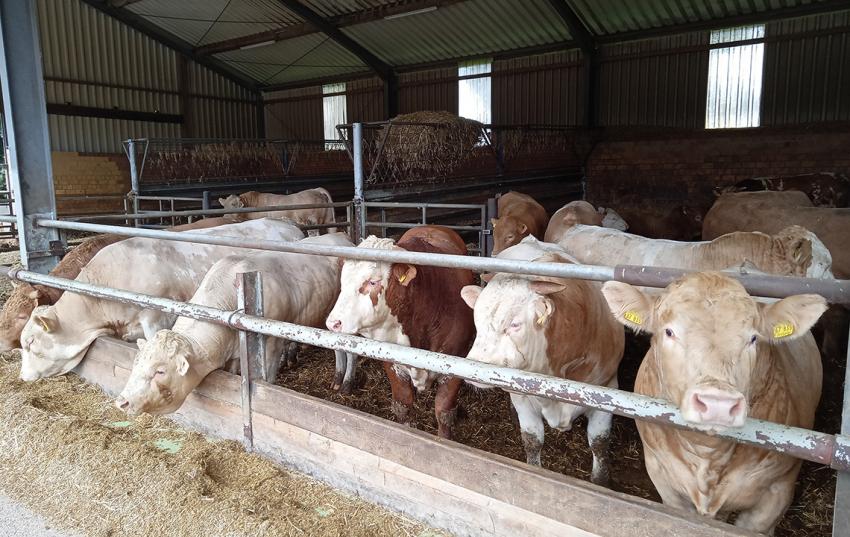 Deutscher Bauernverband: Fachausschuss Rindfleisch unterstützt branchenweites Tierwohlprogramm für Haltungsformstufe 3