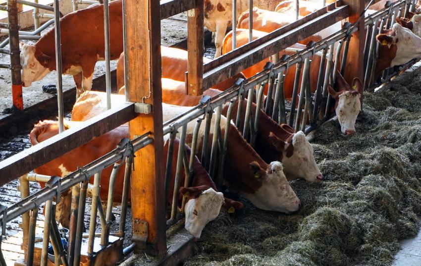 Tierwohlstallbau- Sicherstellung der Finanzierung der Tierwohlstrategie