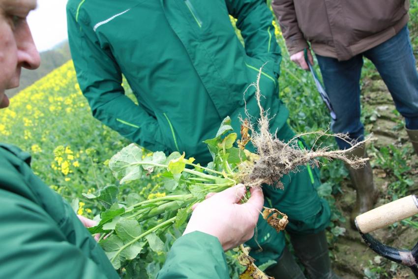 Veranstaltung: Vor- und Nachteile der Strip-Till-Technologie