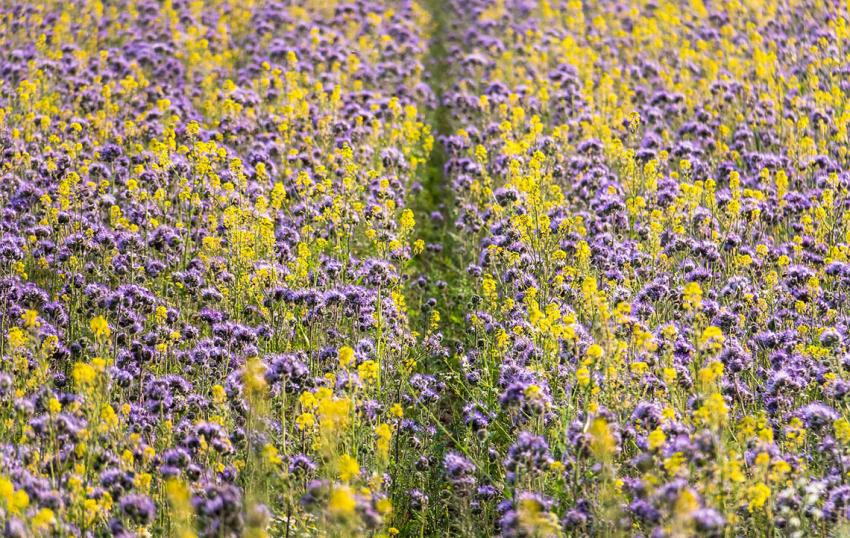 Ökologische Vorrangflächen sollen zur Futternutzung freigegeben werden
