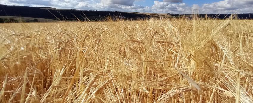 Aufruf zum Thüringer Braugerstenwettbewerb 2022