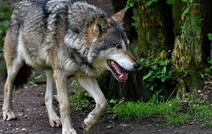 Wolf im Nationalpark Hainich gesichtet