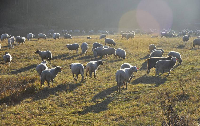 Medieninformation: Auszeichnung der Natura-2000-Landwirte 2021