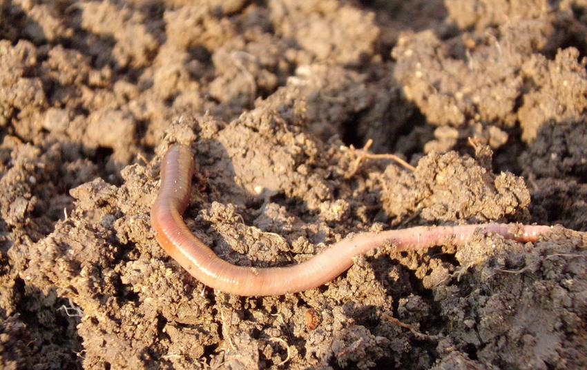 Modell- und Demonstrationsvorhaben zum Humusaufbau in Ackerböden: 150 Betriebe mit Interesse am Humusaufbau gesucht