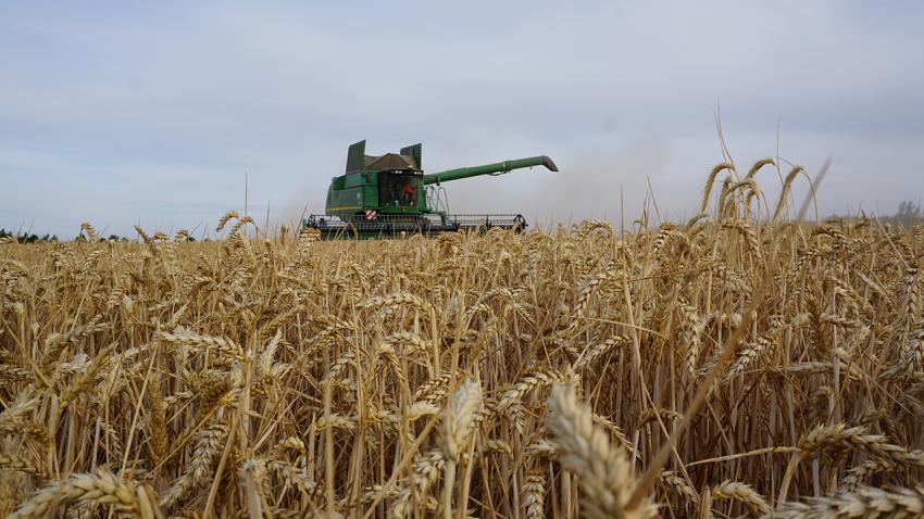 Stark unterdurchschnittliche Getreideernte