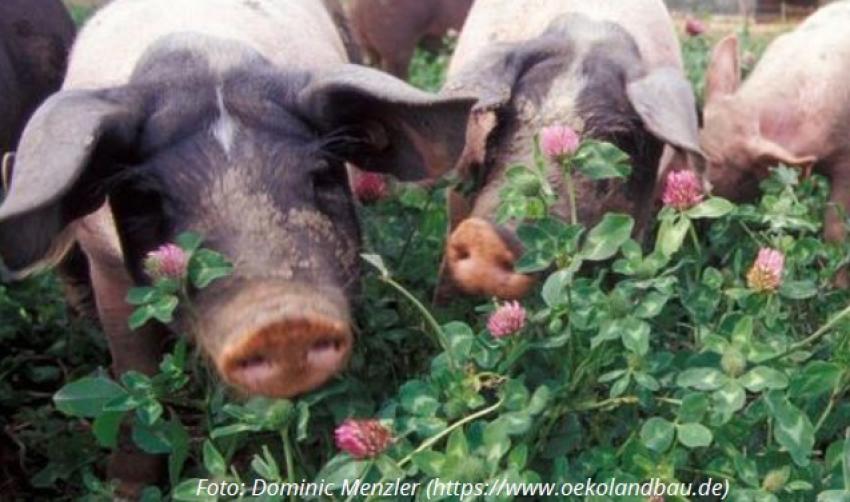 Seminar: Umstellen auf Ökolandbau – wie funktioniert´s?