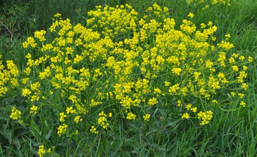 Befall von ÖR1a-Flächen mit Giftpflanzen: Neue Verfahrensweise für eine zulässige Bekämpfung bei Wahrung des Prämienanspruchs