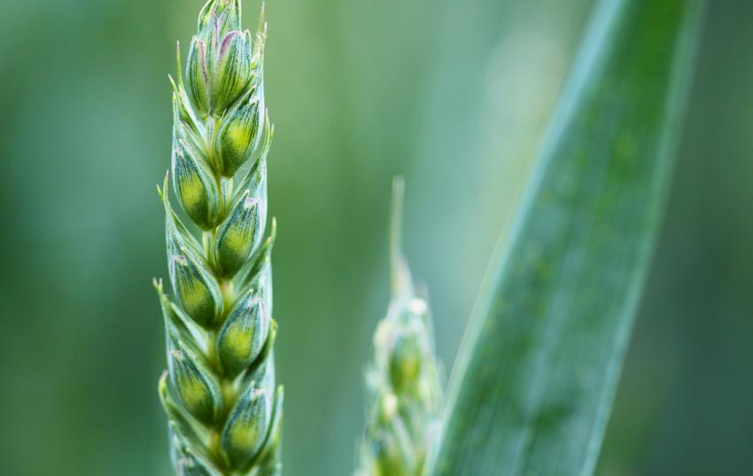 PAPA-Sitzung beim Julius-Kühn-Institut