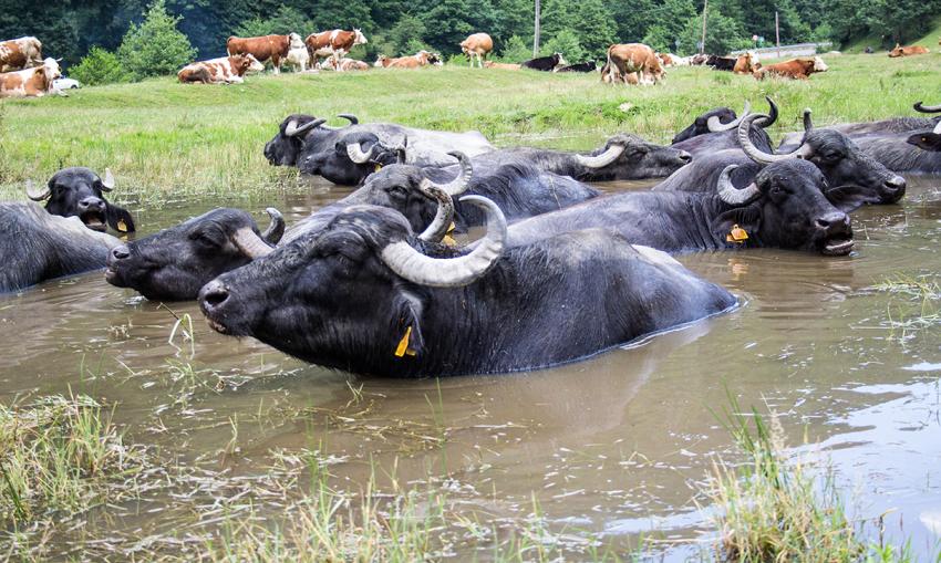 4,8 Mio. Euro EU-Hilfe für MKS-Ausbruch